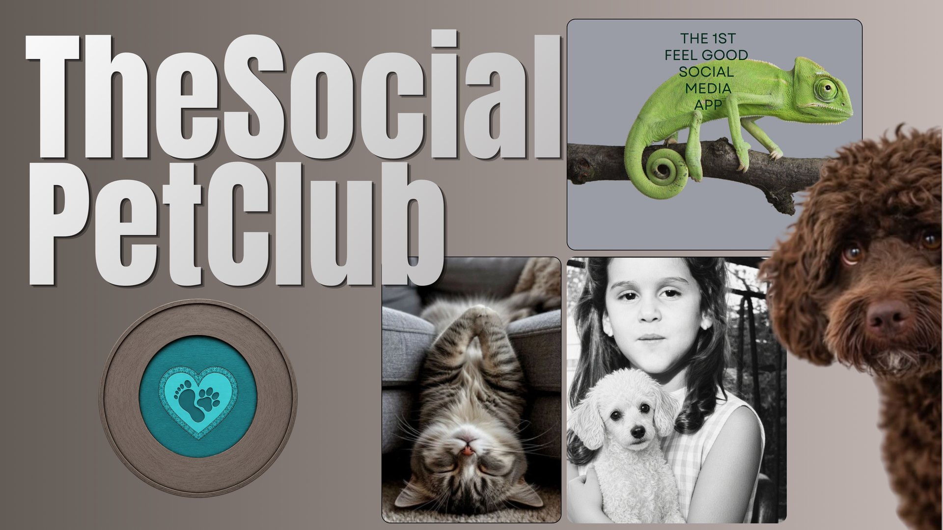 The Social Pet Club, the 1st feel good social media app. Big white letters read TheSocial PetClub on a warm taupe-to-gray background, above the wood-ring logo: a teal circle with a heart holding a human footprint and a paw print. Photos fill the right side: a green chameleon on a branch with the words The 1st feel good social media app, a tabby cat lying upside down, a black-and-white photo of a girl hugging a white poodle, and a curly brown dog peeking in from the right edge.